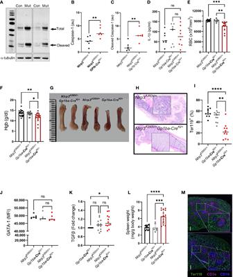 Megakaryocyte NLRP3 hyperactivation induces mild anemia and potentiates inflammatory response in mice